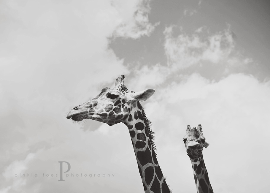 austin_commercial_photographer_giraffe.jpg